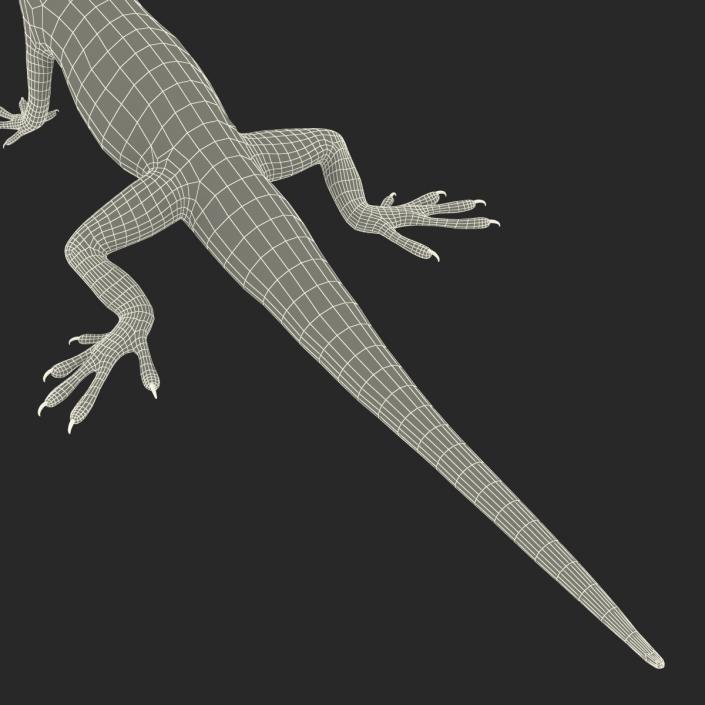 3D Carolina Anole Lizard Rigged model