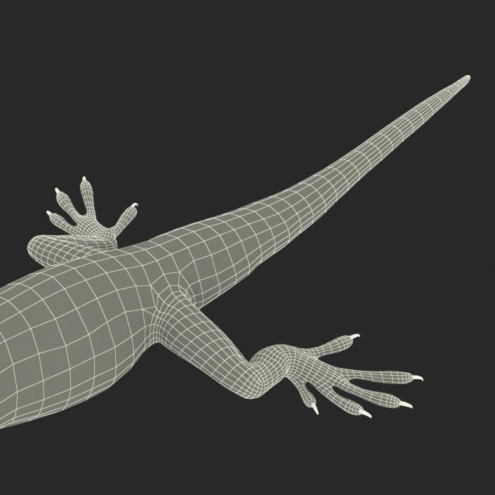 3D Carolina Anole Lizard Rigged model