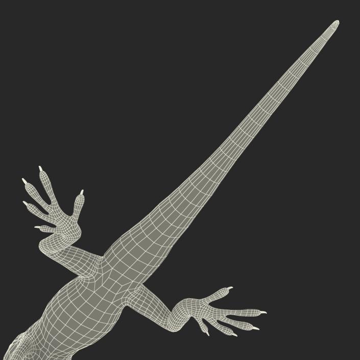 3D Carolina Anole Lizard Rigged model