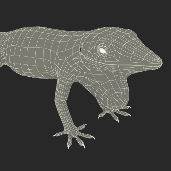 3D Carolina Anole Lizard Rigged model