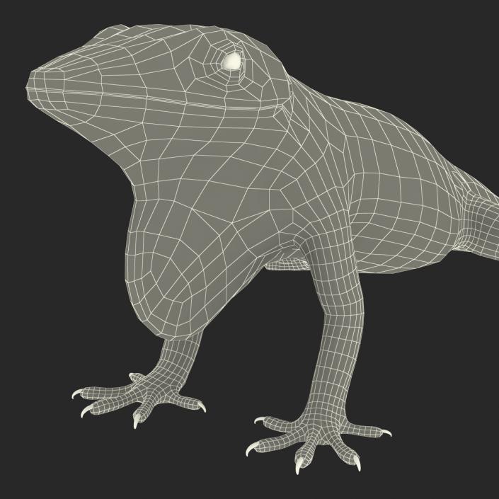 3D Carolina Anole Lizard Rigged model