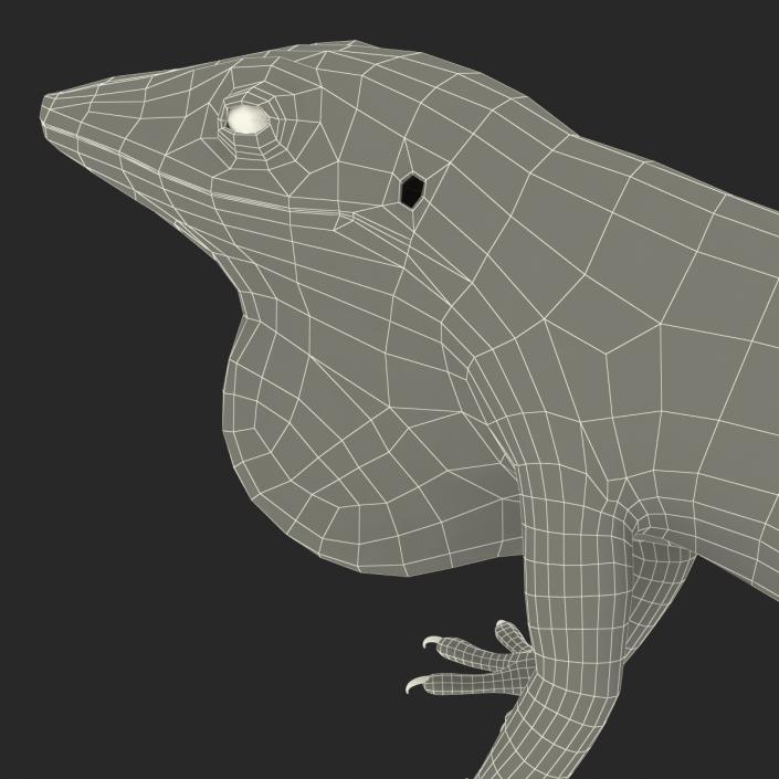 3D Carolina Anole Lizard Rigged model