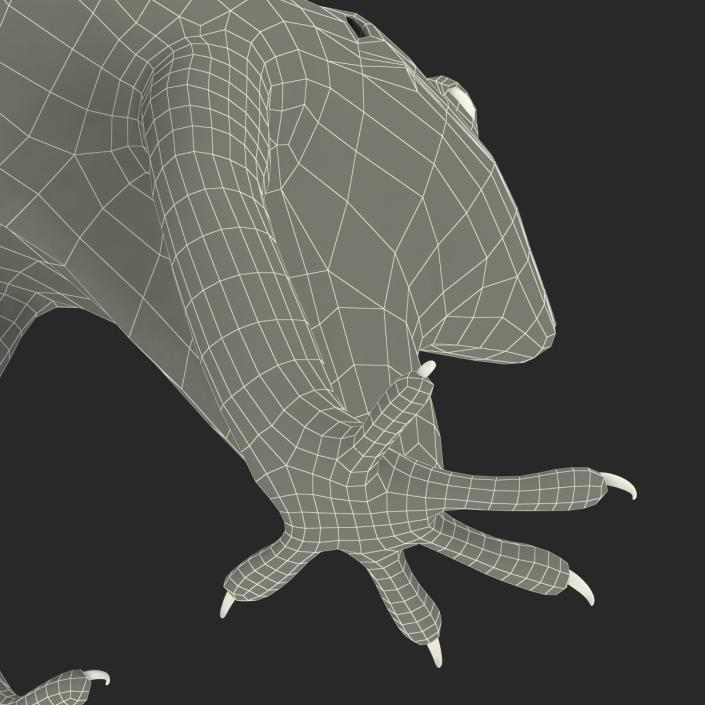 3D Carolina Anole Lizard Rigged model