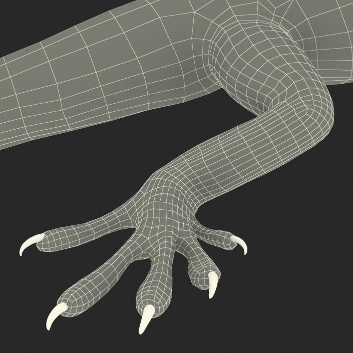 3D Carolina Anole Lizard Rigged model