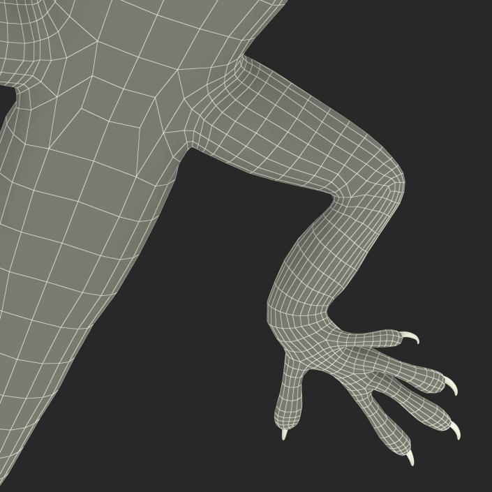 3D Carolina Anole Lizard Rigged model