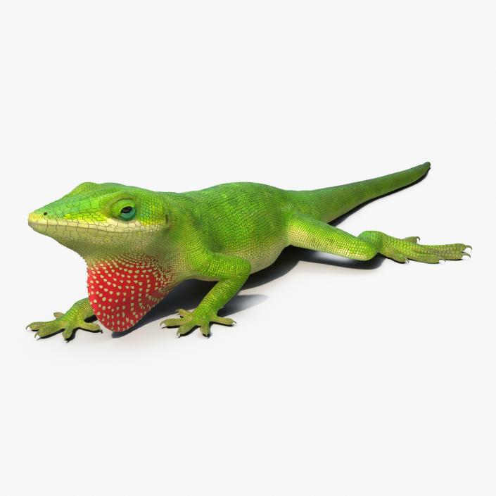 3D Carolina Anole Lizard Pose 3 model