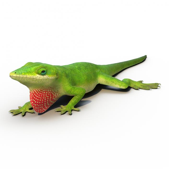 3D Carolina Anole Lizard Pose 3 model