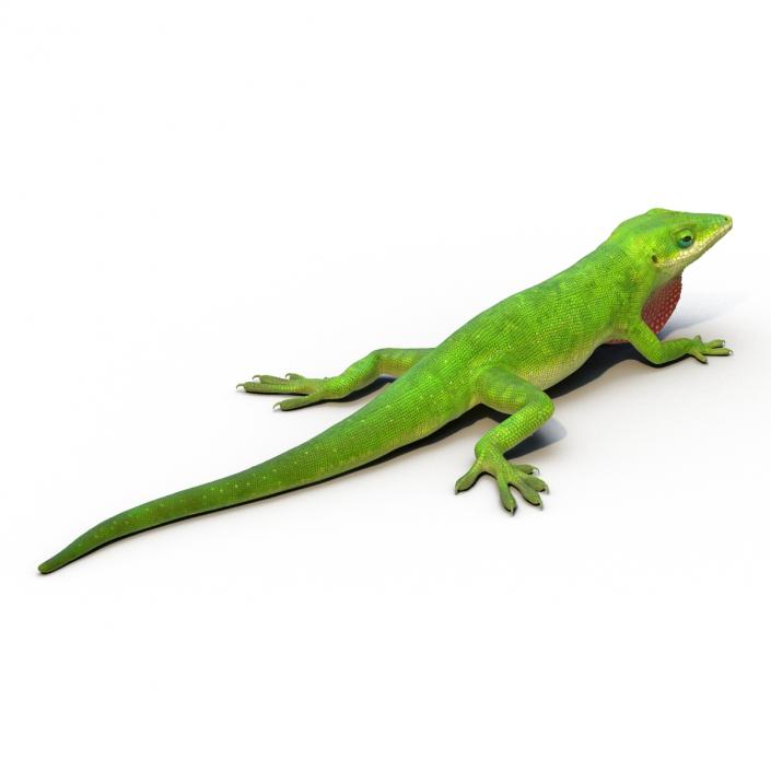 3D Carolina Anole Lizard Pose 3 model