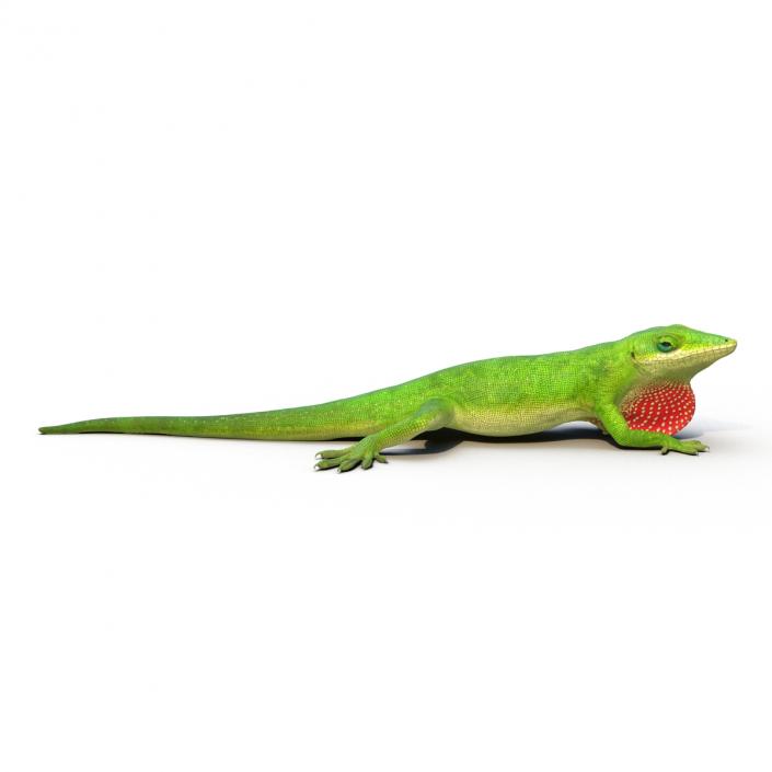 3D Carolina Anole Lizard Pose 3 model