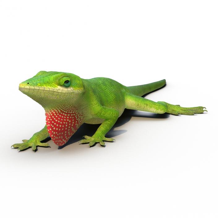 3D Carolina Anole Lizard Pose 3 model