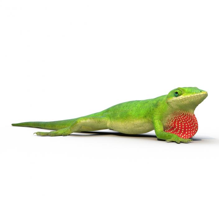 3D Carolina Anole Lizard Pose 3 model