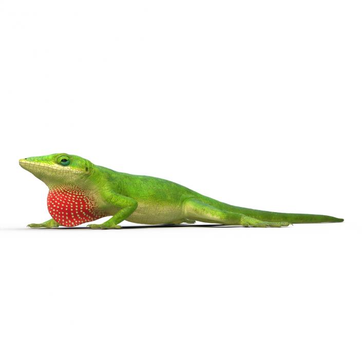 3D Carolina Anole Lizard Pose 3 model