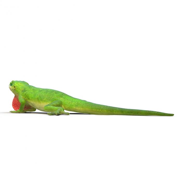 3D Carolina Anole Lizard Pose 3 model