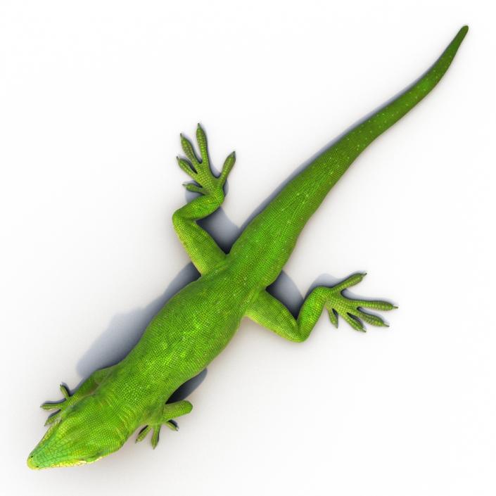 3D Carolina Anole Lizard Pose 3 model