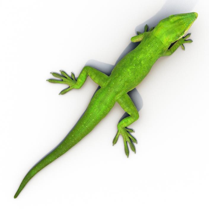 3D Carolina Anole Lizard Pose 3 model