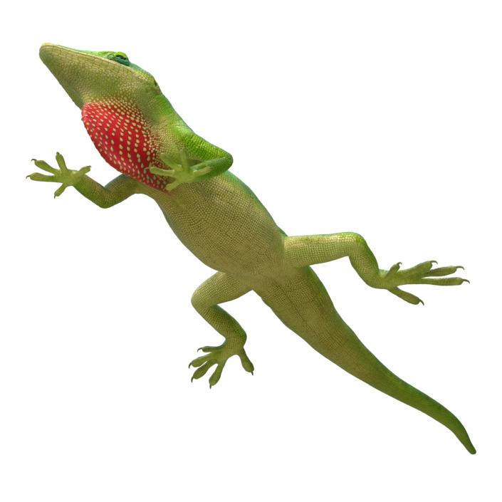 3D Carolina Anole Lizard Pose 3 model