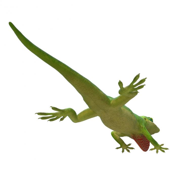 3D Carolina Anole Lizard Pose 3 model