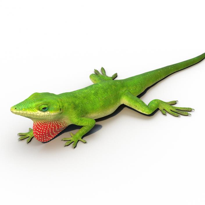 3D Carolina Anole Lizard Pose 3 model