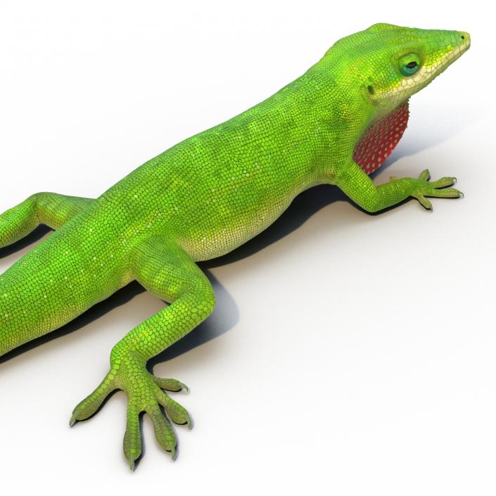 3D Carolina Anole Lizard Pose 3 model