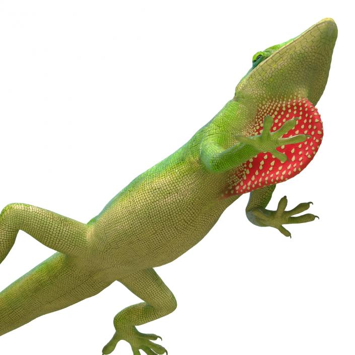 3D Carolina Anole Lizard Pose 3 model