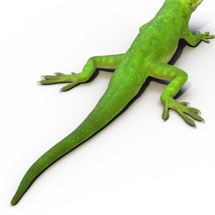 3D Carolina Anole Lizard Pose 3 model