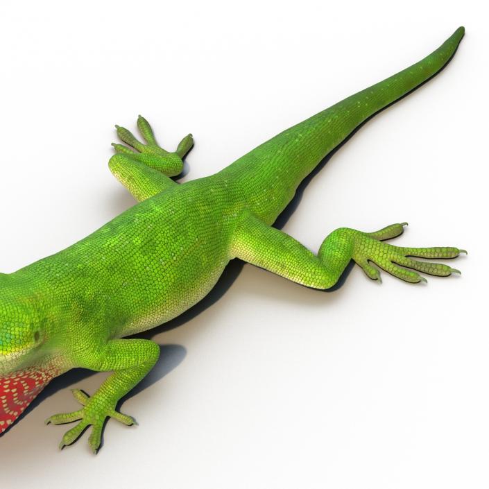 3D Carolina Anole Lizard Pose 3 model