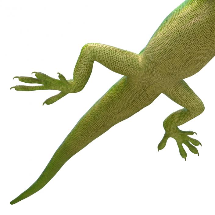 3D Carolina Anole Lizard Pose 3 model