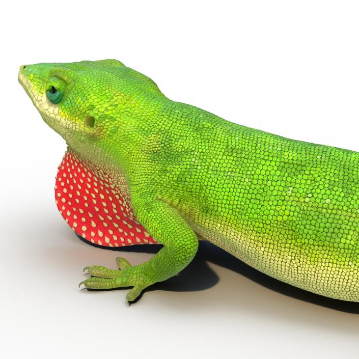 3D Carolina Anole Lizard Pose 3 model