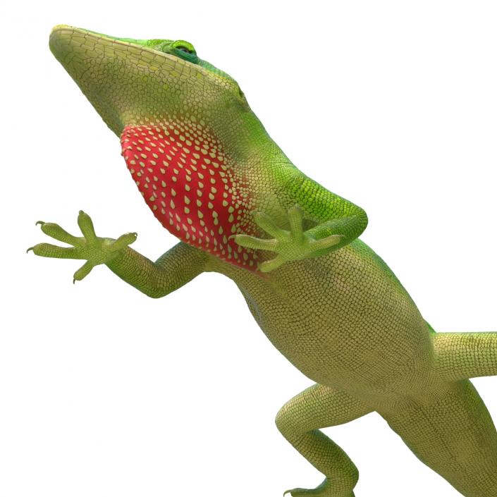 3D Carolina Anole Lizard Pose 3 model