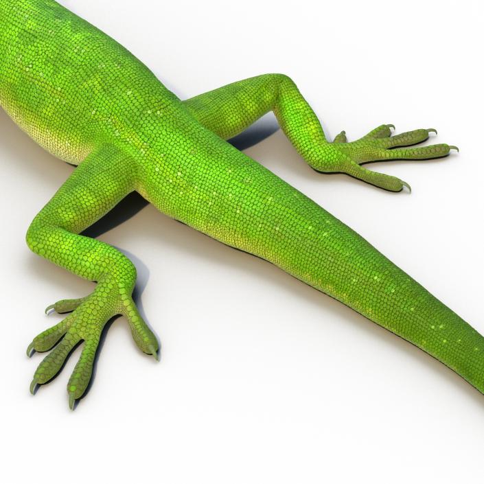 3D Carolina Anole Lizard Pose 3 model