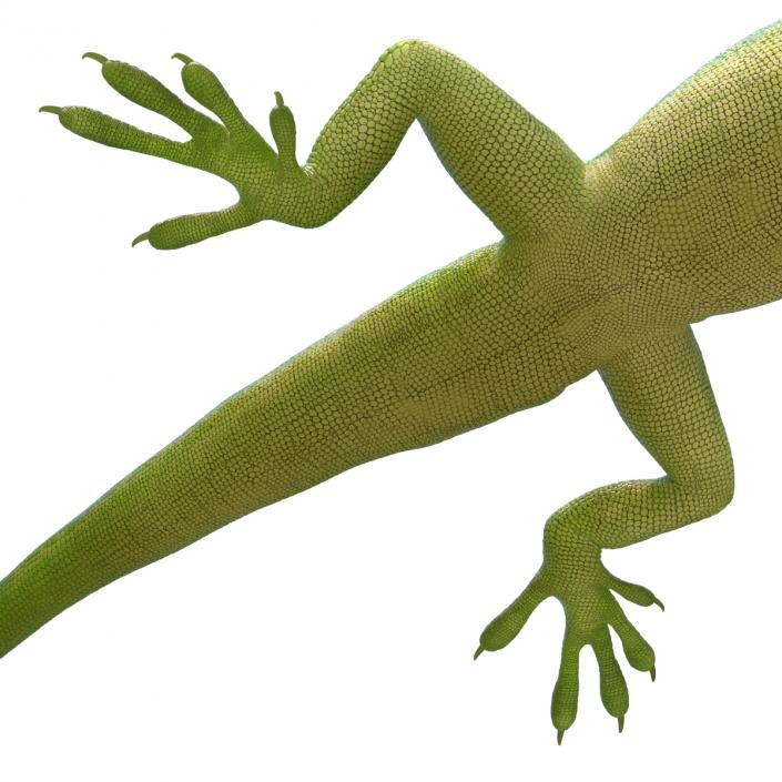 3D Carolina Anole Lizard Pose 3 model