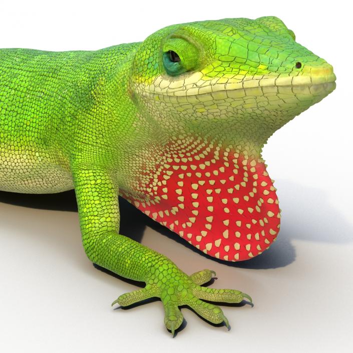 3D Carolina Anole Lizard Pose 3 model