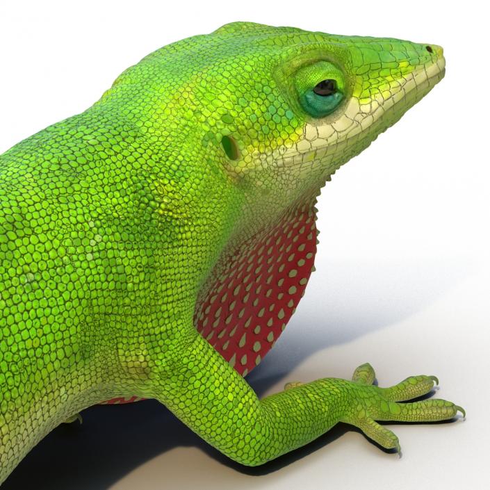 3D Carolina Anole Lizard Pose 3 model