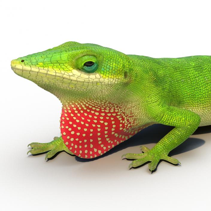 3D Carolina Anole Lizard Pose 3 model