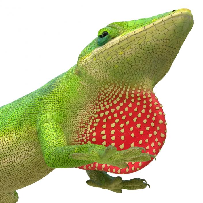 3D Carolina Anole Lizard Pose 3 model