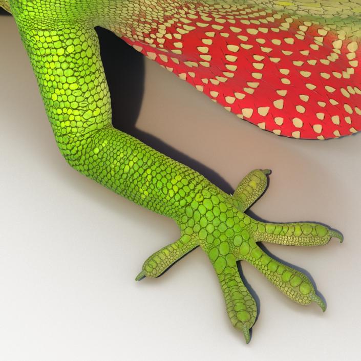 3D Carolina Anole Lizard Pose 3 model