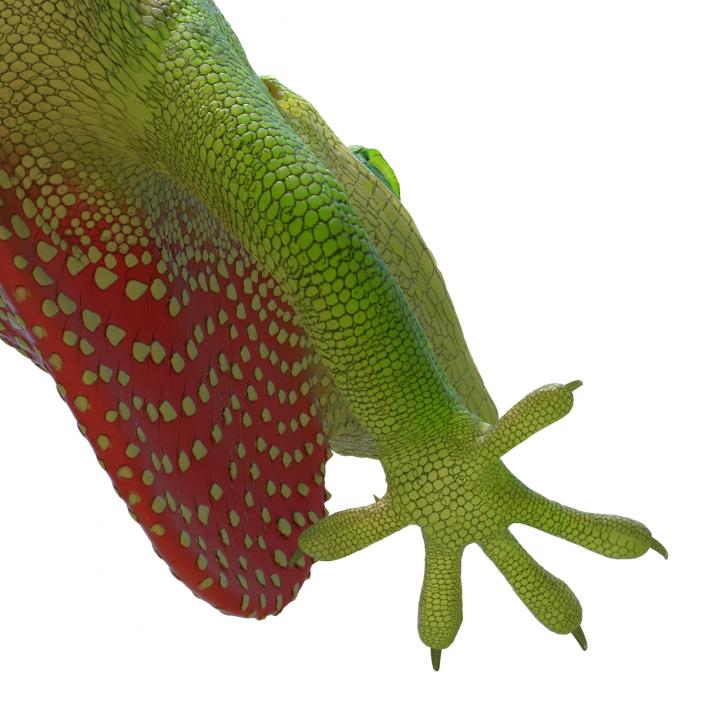 3D Carolina Anole Lizard Pose 3 model