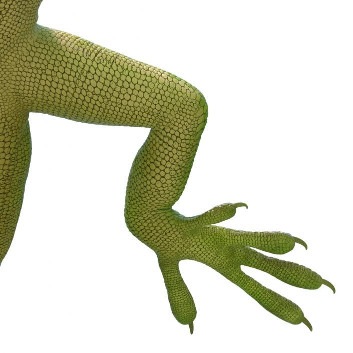 3D Carolina Anole Lizard Pose 3 model