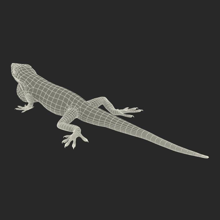 3D Carolina Anole Lizard Pose 3 model