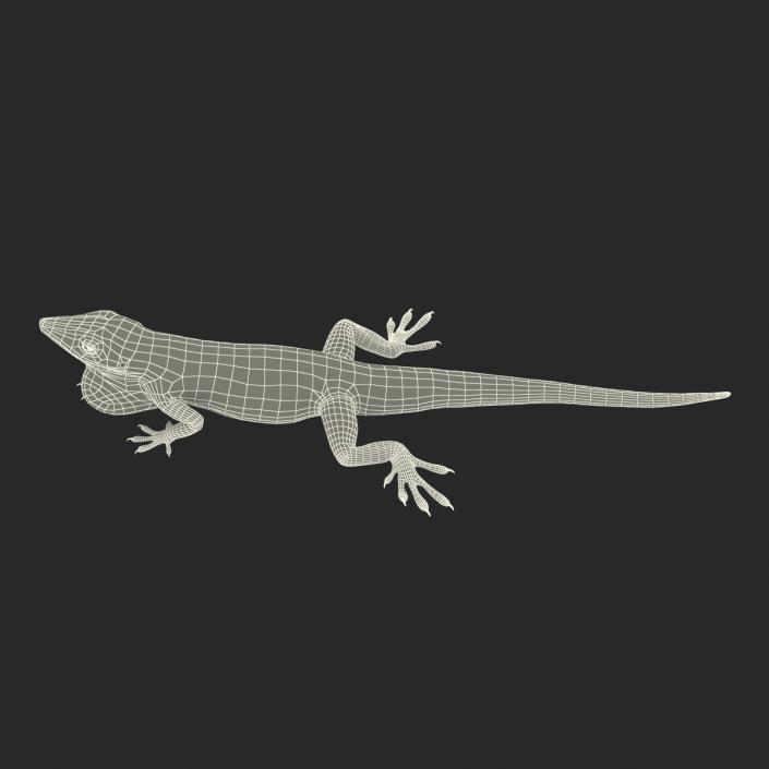 3D Carolina Anole Lizard Pose 3 model