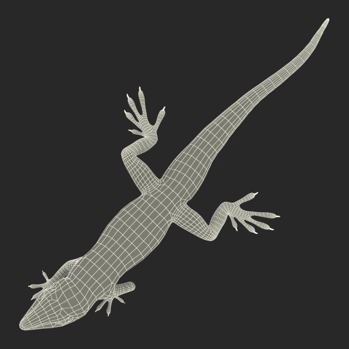 3D Carolina Anole Lizard Pose 3 model