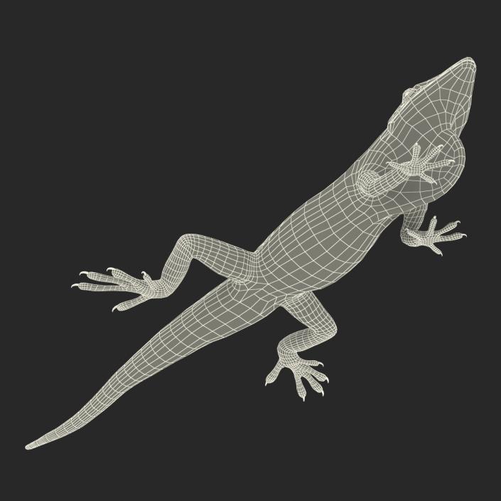 3D Carolina Anole Lizard Pose 3 model