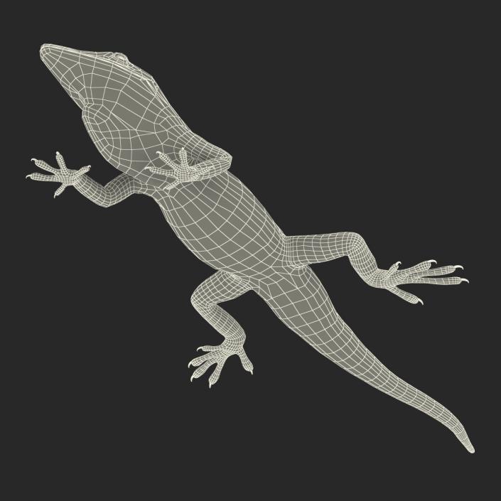 3D Carolina Anole Lizard Pose 3 model