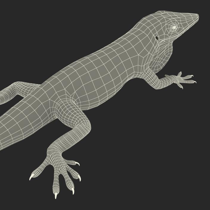 3D Carolina Anole Lizard Pose 3 model