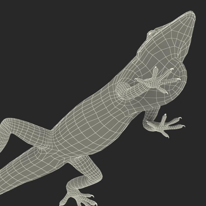 3D Carolina Anole Lizard Pose 3 model