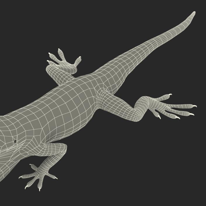 3D Carolina Anole Lizard Pose 3 model