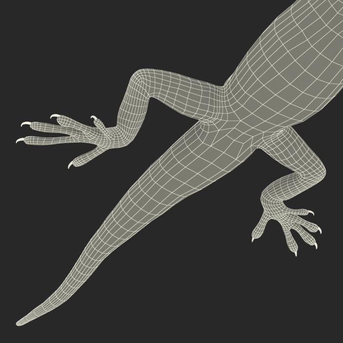 3D Carolina Anole Lizard Pose 3 model