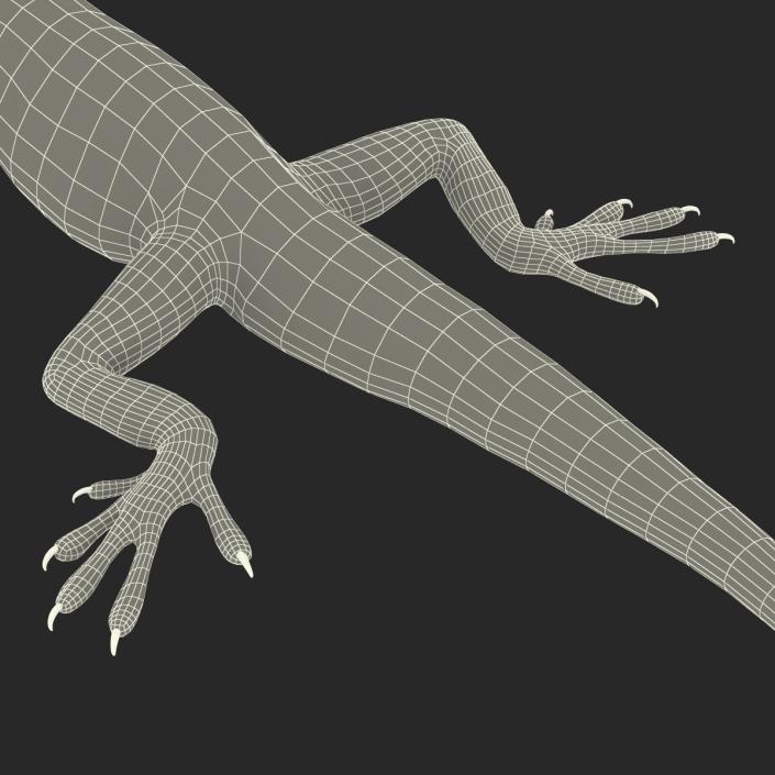 3D Carolina Anole Lizard Pose 3 model