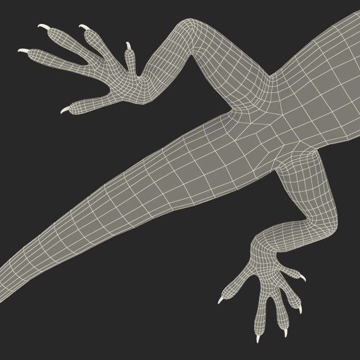 3D Carolina Anole Lizard Pose 3 model