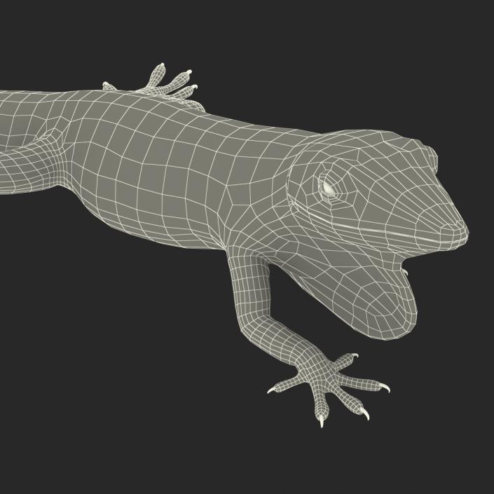 3D Carolina Anole Lizard Pose 3 model